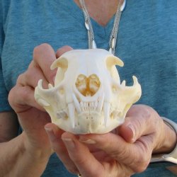 5" x 3-1/2" Bobcat Skull