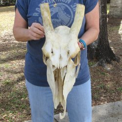 Craft Grade African Female Eland Skull NO HORNS