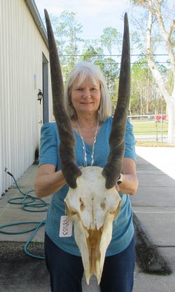 Craft Grade African Female Eland Skull with 26" Horns