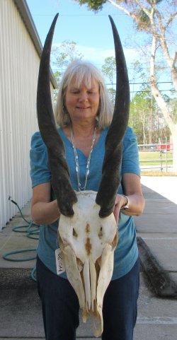 Craft Grade African Female Eland Skull with 25" Horns