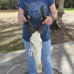 B-Grade 18" & 14" Horns on 16" Red Hartebeest Skull 