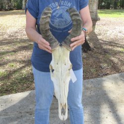 B-Grade 19" Horns on 16" Red Hartebeest Skull 
