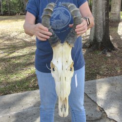 B-Grade 17" Horns on 15" Red Hartebeest Skull 