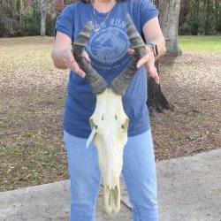 B-Grade 17" Horns on 17" Red Hartebeest Skull 