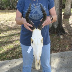 B-Grade 15" Horns on 15" Red Hartebeest Skull 