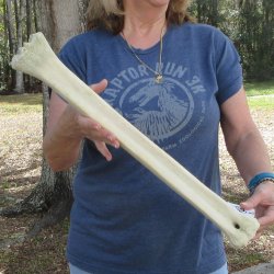 22" Giraffe Metatarsal Leg Bone 