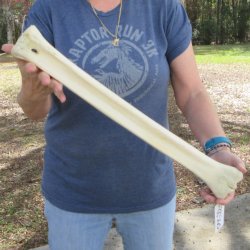 22" Giraffe Metatarsal Leg Bone 