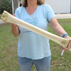 25" Giraffe Metacarpal Leg Bone 