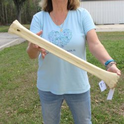 25" Giraffe Metatarsal Leg Bone 