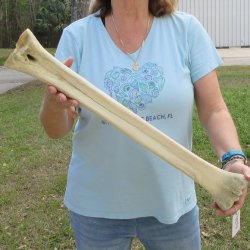 25" Giraffe Metacarpal Leg Bone 