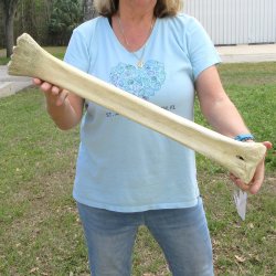 25" Giraffe Metacarpal Leg Bone 