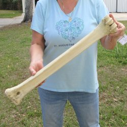 25" Giraffe Metacarpal Leg Bone 