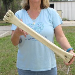 25" Giraffe Metacarpal Leg Bone 
