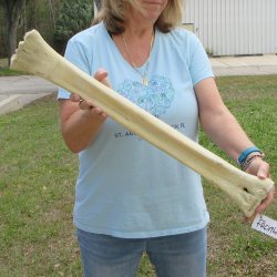 27" Giraffe Me...