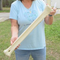 26" Giraffe Metatarsal Leg Bone 