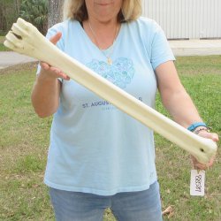 25" Giraffe Metatarsal Leg Bone 