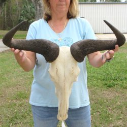 African Blue Wildebeest Skull with 25" Horn Spread 