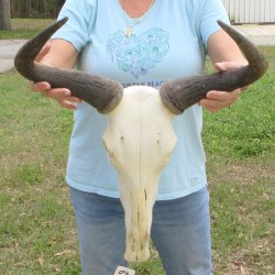 African Blue Wildebeest Skull with 20" Horn Spread 