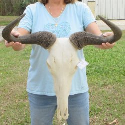 African Blue Wildebeest Skull with 24" Horn Spread 