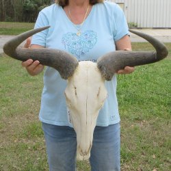 African Blue Wildebeest Skull with 26" Horn Spread 