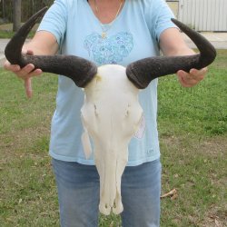 African Blue Wildebeest Skull with 20" Horn Spread 