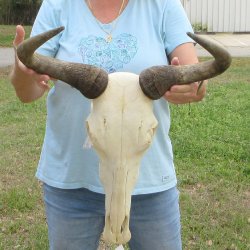 African Blue Wildebeest Skull with 20" Horn Spread 