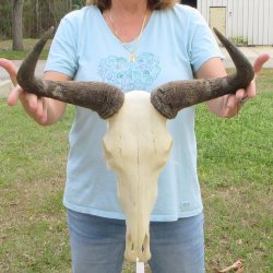 African Blue Wildebeest Skull with 20" Horn Spread 