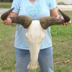 African Blue Wildebeest Skull with 24" Horn Spread 