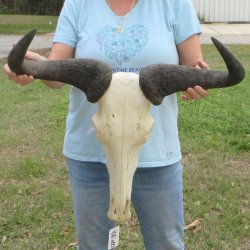 African Blue Wildebeest Skull with 26" Horn Spread 