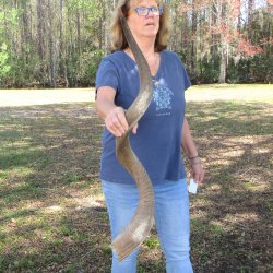 46"  Kudu Horn  <font color=red>(NO POST OFFICE (USPS) SHIPPING!!) </font>