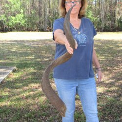 47"  Kudu Horn  <font color=red>(NO POST OFFICE (USPS) SHIPPING!!) </font>