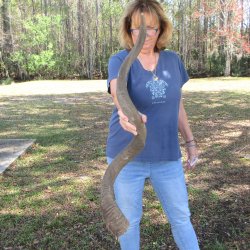 47"  Kudu Horn  <font color=red>(NO POST OFFICE (USPS) SHIPPING!!) </font>