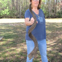 47"  Kudu Horn  <font color=red>(NO POST OFFICE (USPS) SHIPPING!!) </font>