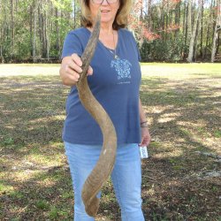 41" B-Grade Kudu Horn  <font color=red>(NO POST OFFICE (USPS) SHIPPING!!) </font>