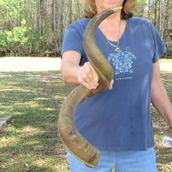 35" B-Grade Kudu Horn  <font color=red>(NO POST OFFICE (USPS) SHIPPING!!) </font>