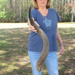 32" B-Grade Kudu Horn