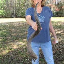 36" B-Grade Kudu Horn  <font color=red>(NO POST OFFICE (USPS) SHIPPING!!) </font>