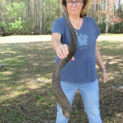 35" B-Grade Kudu Horn  <font color=red>(NO POST OFFICE (USPS) SHIPPING!!) </font>
