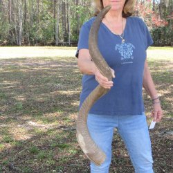 42" B-Grade Kudu Horn  <font color=red>(NO POST OFFICE (USPS) SHIPPING!!) </font>
