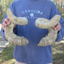 26" & 27" Matching Pair of B-Grade Sheep Horns 