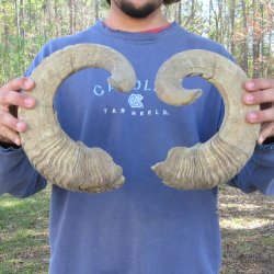25" & 26" Matching Pair Ram Sheep Horns