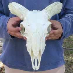 11" African Merino Ram/Sheep Skull with NO Horns 