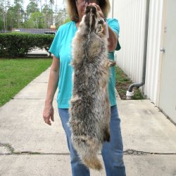 32" North American Badger Fur Pelt, Tanned Hide