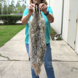 33" North American Badger Fur Pelt, Tanned Hide