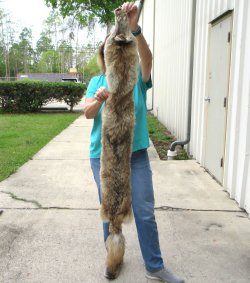 59-1/2 Soft Tanned Coyote Pelt, Hide, Skin 