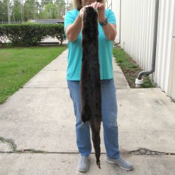 43 inch Otter Skin/Pelt