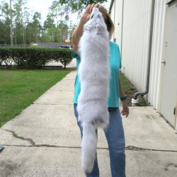 42-1/2" Artic Fox Fur Pelt, Tanned Hide 