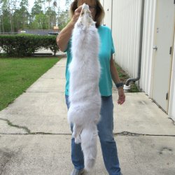 40" Artic Fox Fur Pelt, Tanned Hide 