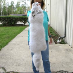 36" Artic Fox Fur Pelt, Tanned Hide 