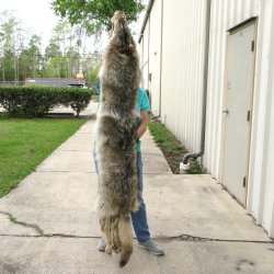 72" Soft Tanned Wolf Pelt (Adult Signature Required)
